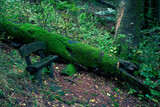 wooden bench in the forest next to a moss covered tree stump