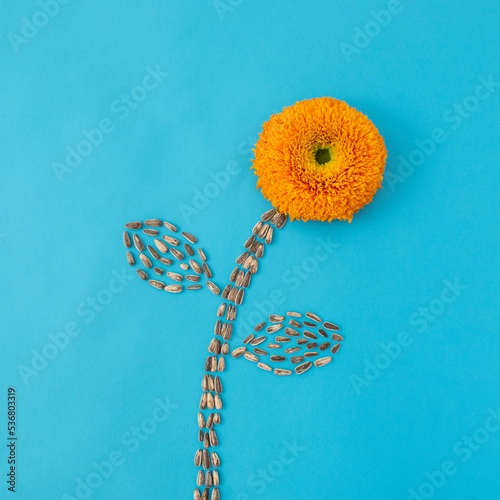 Sunflower made from flower and sunflower seeds on pastel blue background. Creative flat lay.