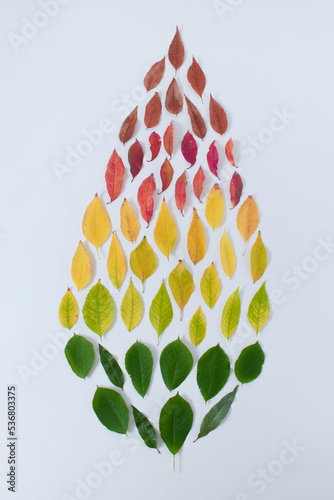 Colorful autumn leaves arranged in a leaf shape. White background. Nature creative idea.