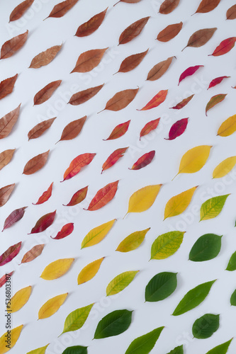 Pattern of a colorful autumn leaves on a white background. Creative nature idea.