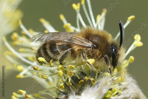 Closeup on a hairy brown female Early cellophane bee, Colletes cunicularius eating pollen from Willow photo