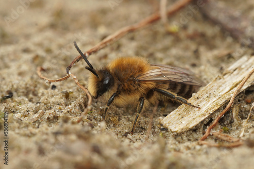 Fotografi Closeup on a male Early cellophane bee, Colletes cuniculariussitting on the grou