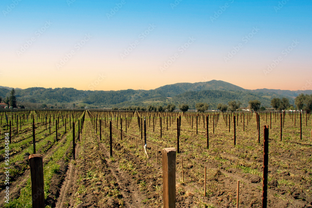 vineyard, Napa Valley, California