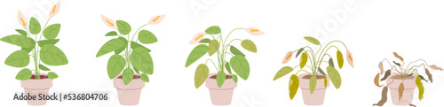 Fading houseplant. Flower house plant withering phases or growing stage die without water, floral dying sick fading houseplants in flowerpots, process evolution vector illustration photo