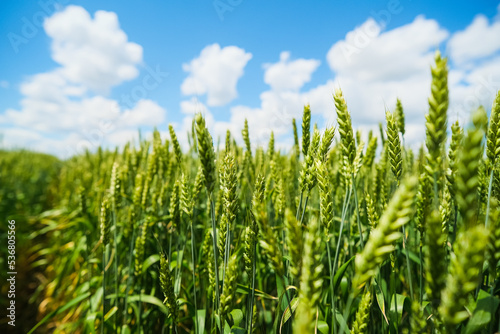 Green wheat field on a sunny summer day. Ears of corn close-up