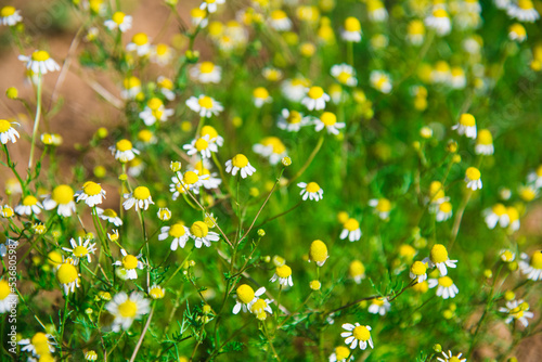 Medicinal plant Chamomile Pharmacy (Matricaria Recutita) grows in an agricultural field