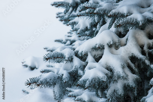 Snow-covered fir trees in the winter forest