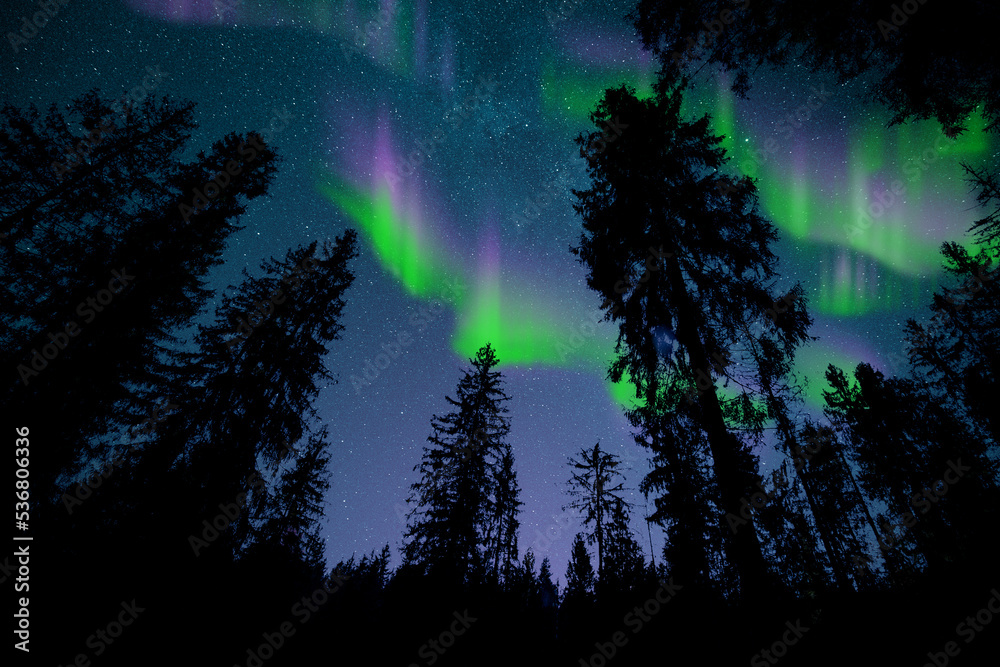 Aurora borealis in the night sky over the spruce forest trees.