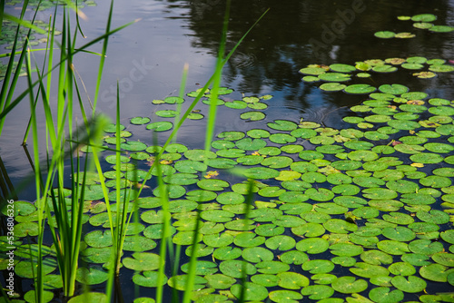Lily pads on a pond © SGr