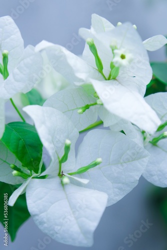 Vertical closeup of white Bougainvillea flowers, Bougainvillea glabra on a plain background photo