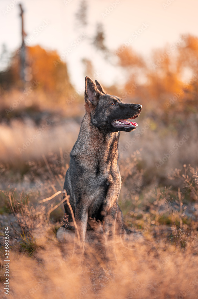Fototapeta premium Big brown and black hound sitting outside in fall