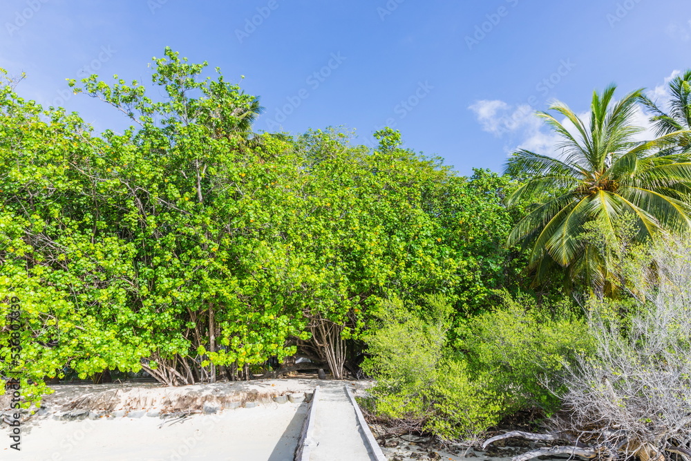 Lush tropical greenery on a tropical island on the shore of a blue water lagoon in the Maldives