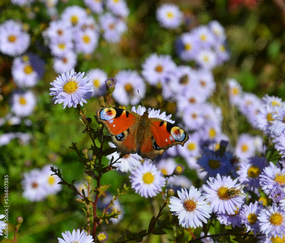 Schmetterling landet auf Aster - Pfauenauge Schmetterling landet auf Aster - Pfauenauge