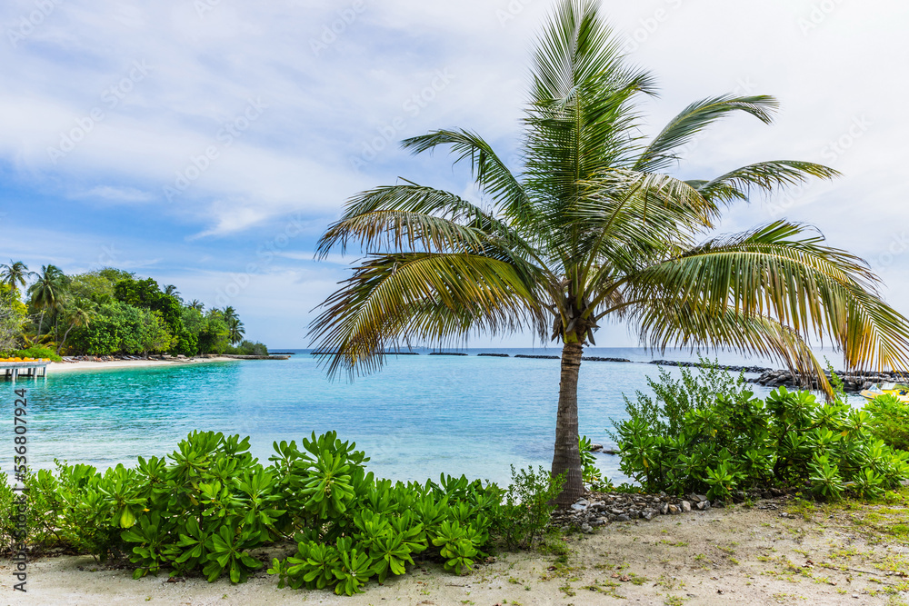 Palm trees  in the Maldives