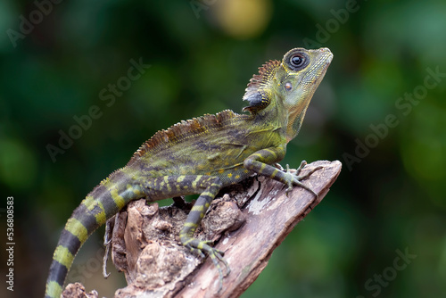 Boyd forest dragon lizard on a tree