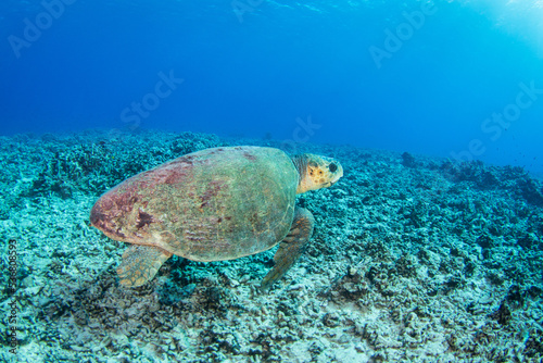 Green sea turtle on the reef

