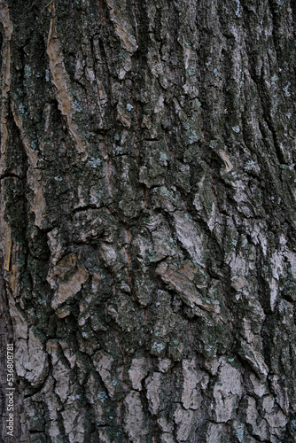 Background oak bark covered with moss.