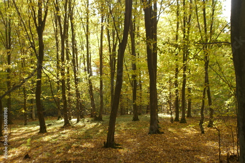 leaves turn yellow on trees in autumn