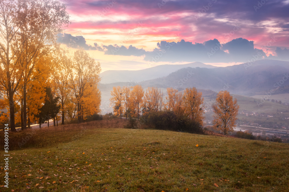 Fototapeta premium autumn in the carpathian mountains at sunrise. foggy morning in the rural valley of volovets. trees in yellow foliage on the grassy hillside meadow