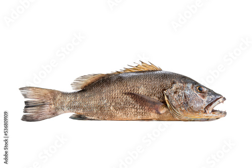 Mangrove gray snapper fish isolated white background full length raw © Altin Osmanaj