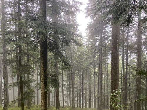 Mystic forest with fog around trees, black forest, Germany