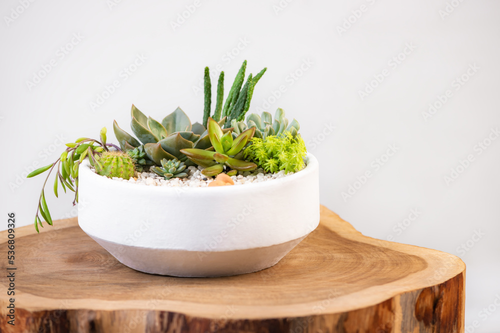 Group of succulent and cactus arrangement decor element clay pot