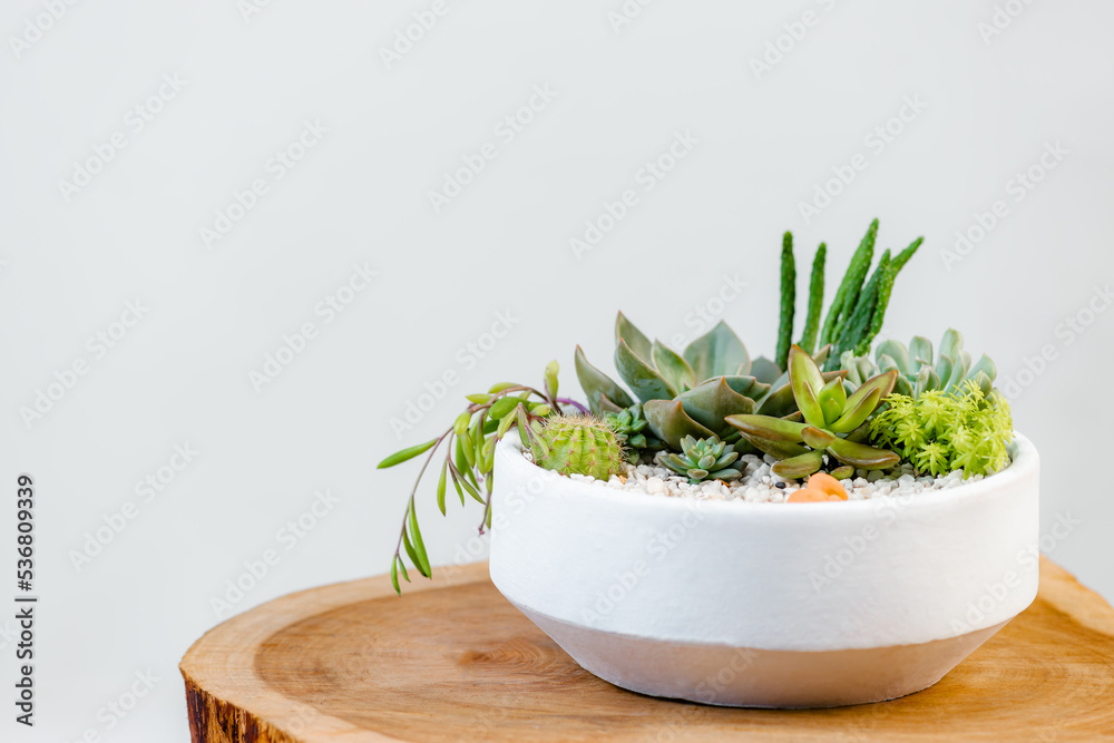 Group of succulent and cactus arrangement decor element clay pot Group of succulent and cactus arrangement decor element clay pot
