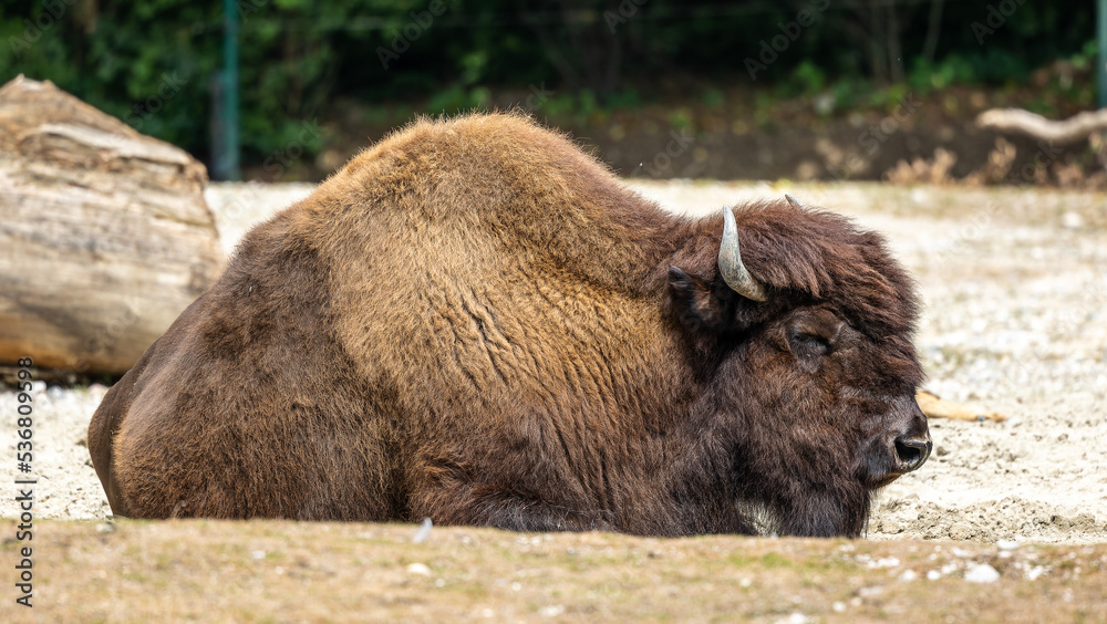 American buffalo known as bison, Bos bison in a german park American buffalo known as bison, Bos bison in a german park