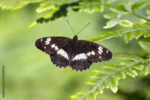Closeup of a Butterfly (Limenitis camilla) on a plant with blurred background photo