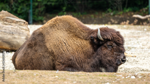 American buffalo known as bison, Bos bison in a german park