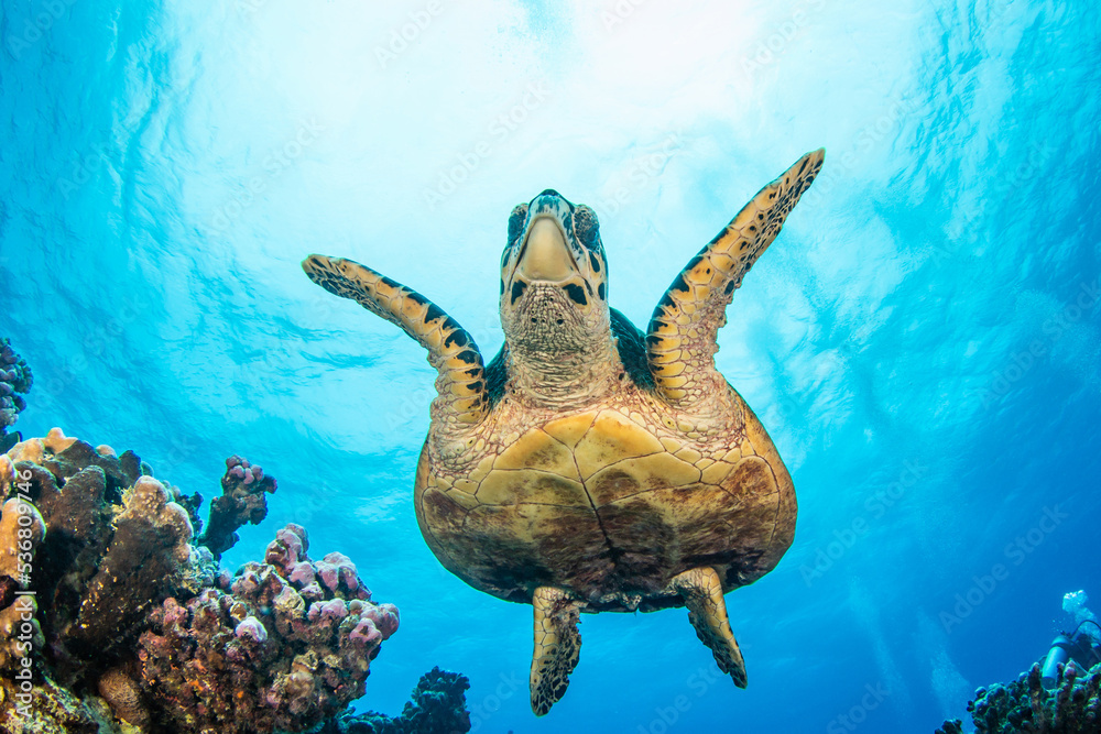 Naklejka premium Hawksbill sea turtle