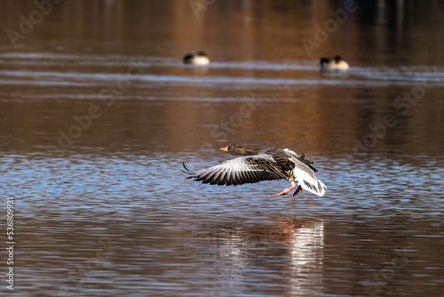 The flying greylag goose, Anser anser is a species of large goose © rudiernst