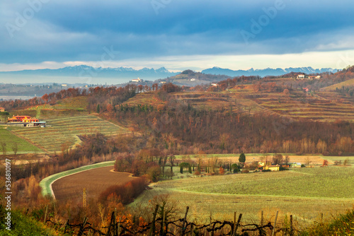 Cold misty morning in the vineyards of Italy