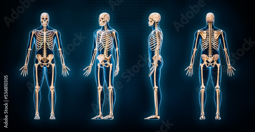 Photos Accurate human skeletal system 3D rendering illustration