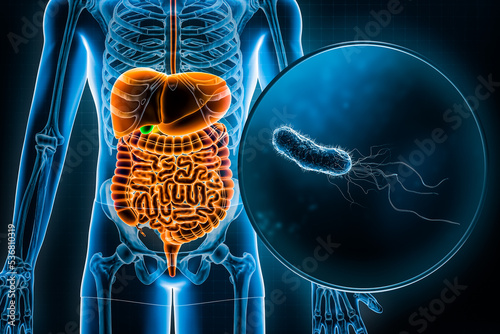 Human digestive system and gastrointestinal tract and E. Coli bacteria 3D rendering illustration. Anatomy, medical, biology, infection disease, gastric disorders, microbiology, medicine concepts.