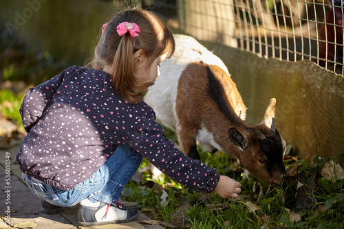 Little girl playing with a baby goat. Children outdoor activities pet care. Child familiarizing herself with animals.