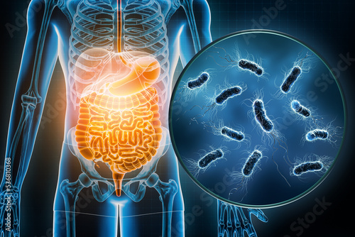 Bacterial infection of the gastrointestinal tract 3D rendering illustration. Escherichia Coli or E. Coli infectious disease, anatomy, medical, biology, science, healthcare concepts. photo