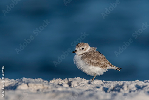 Piping Plover on beach © joemeyer