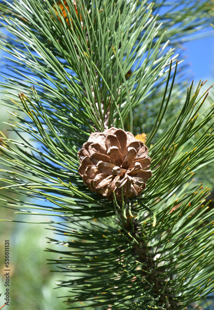 Zapfen der Strand-Kiefer - Pinus pinaster - Kiefernzapfen Stock Photo ...