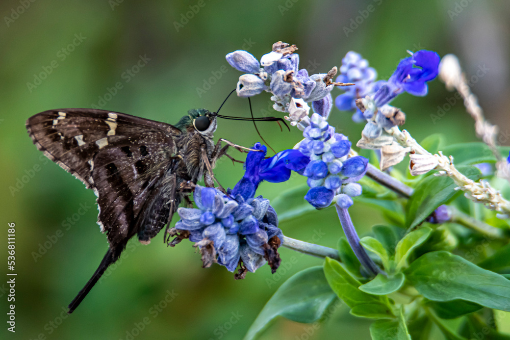Fototapeta premium Skipjack on flower