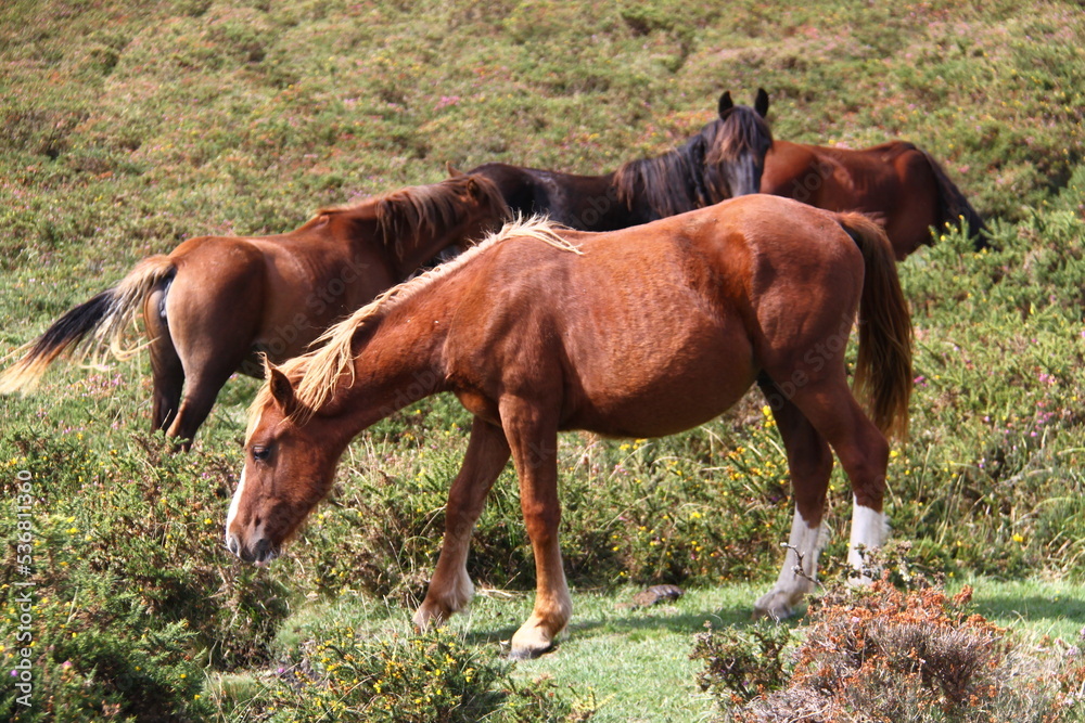 Obraz premium Caballos