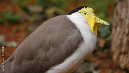 Close up of  masked lapwing bird looking around
 photo