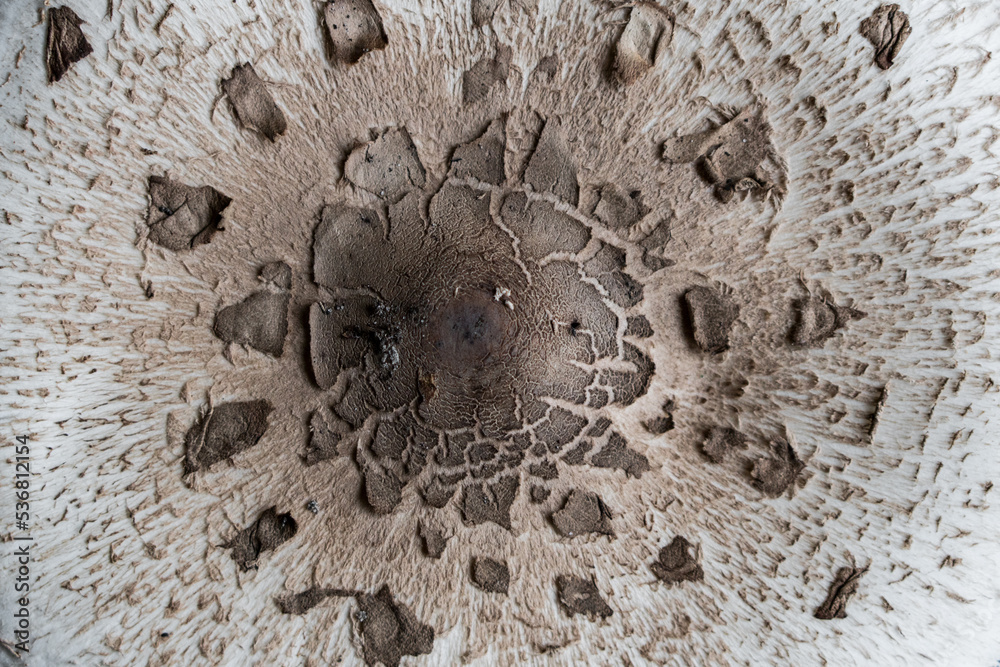 Close up of a Pattern on a cap of the parasol mushroom