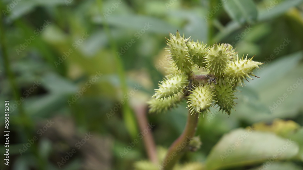 Closeup of seeds of Xanthium strumarium also known Ditchbur,Noogoora, Common, Rough, Burweed, European, Noogoora Burr,Noogoora bur, Sheeps bur. Closeup of seeds of Xanthium strumarium also known Ditchbur,Noogoora, Common, Rough, Burweed, European, Noogoora Burr,Noogoora bur, Sheeps bur.