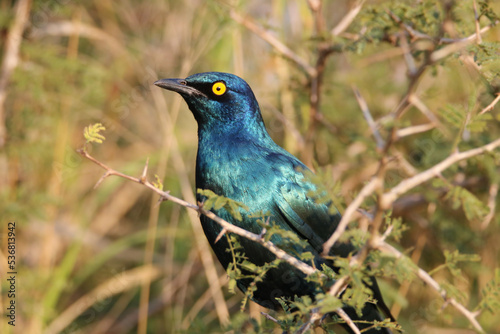 Cape Glossy Starling, Mkhuze, South Africa © Kim