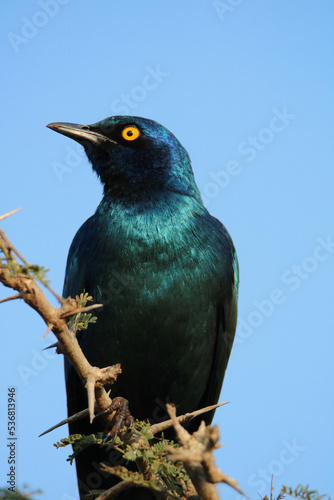 Cape Glossy Starling, Mkhuze, South Africa