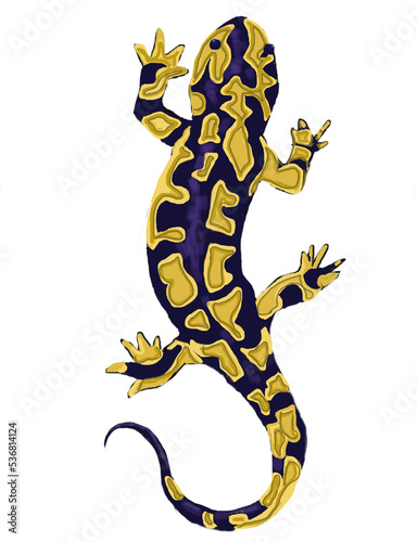 digital illustration beautiful salamander, amphibian, reptile photo
