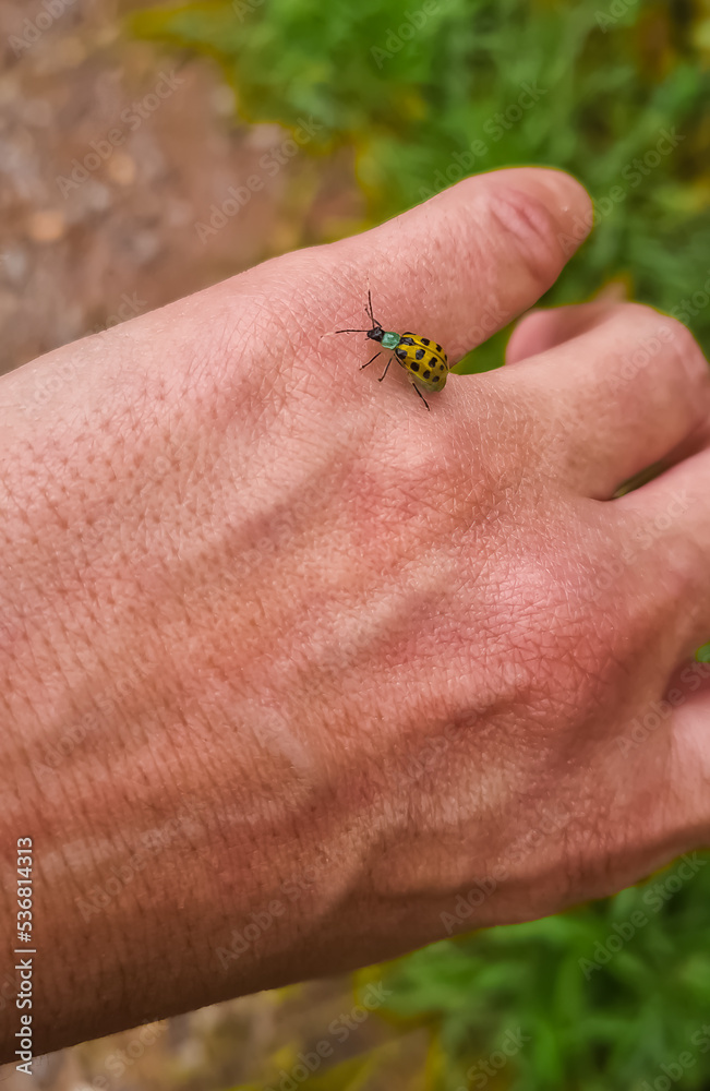 Obraz premium Spotted Cucumber Beetle (Diabrotica undecimpunctata), on a woman's hand.