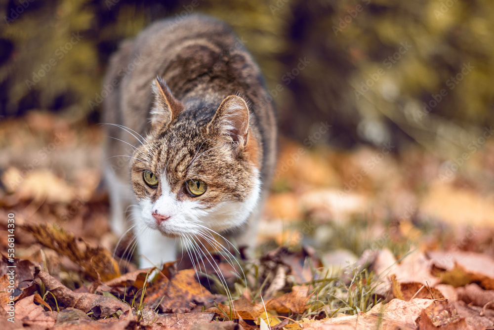Adorable tabby cat outdoors among fallen leaves in the autumn day