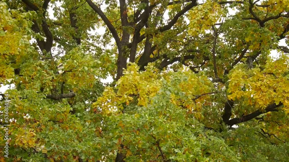 Large sprawling oak tree in the forest. Large sprawling oak tree in the forest.